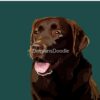 flat750x075f pad750x1000f8f8f8 1 - Labrador Shop UK