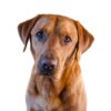 flat750x075f pad750x1000f8f8f8 3 - Labrador Shop UK