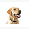 flat750x075f pad750x1000f8f8f8.u15 9 - Labrador Shop UK